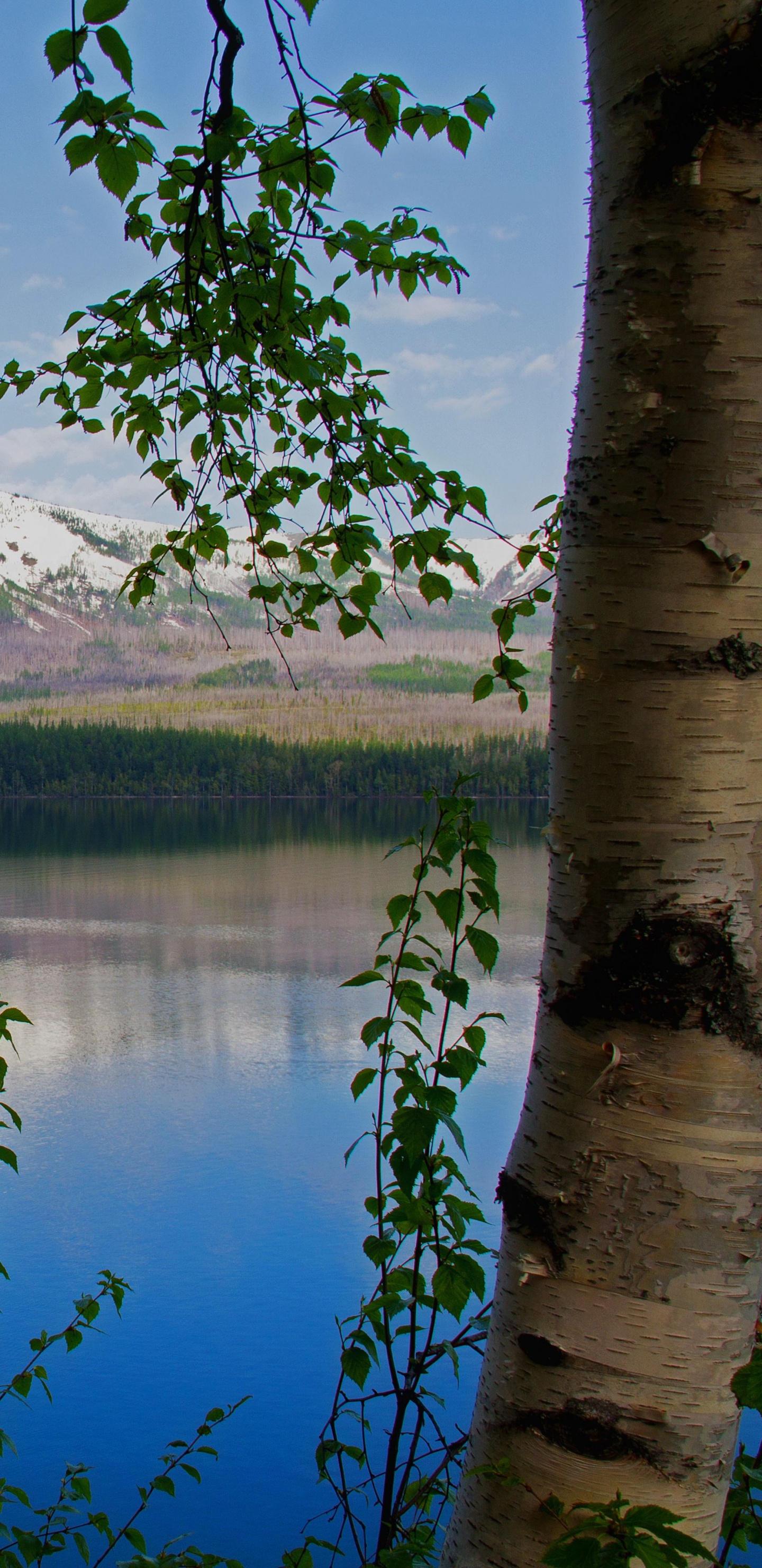 Обои дерево, береза, природа, отражение, озеро в разрешении 1440x2960