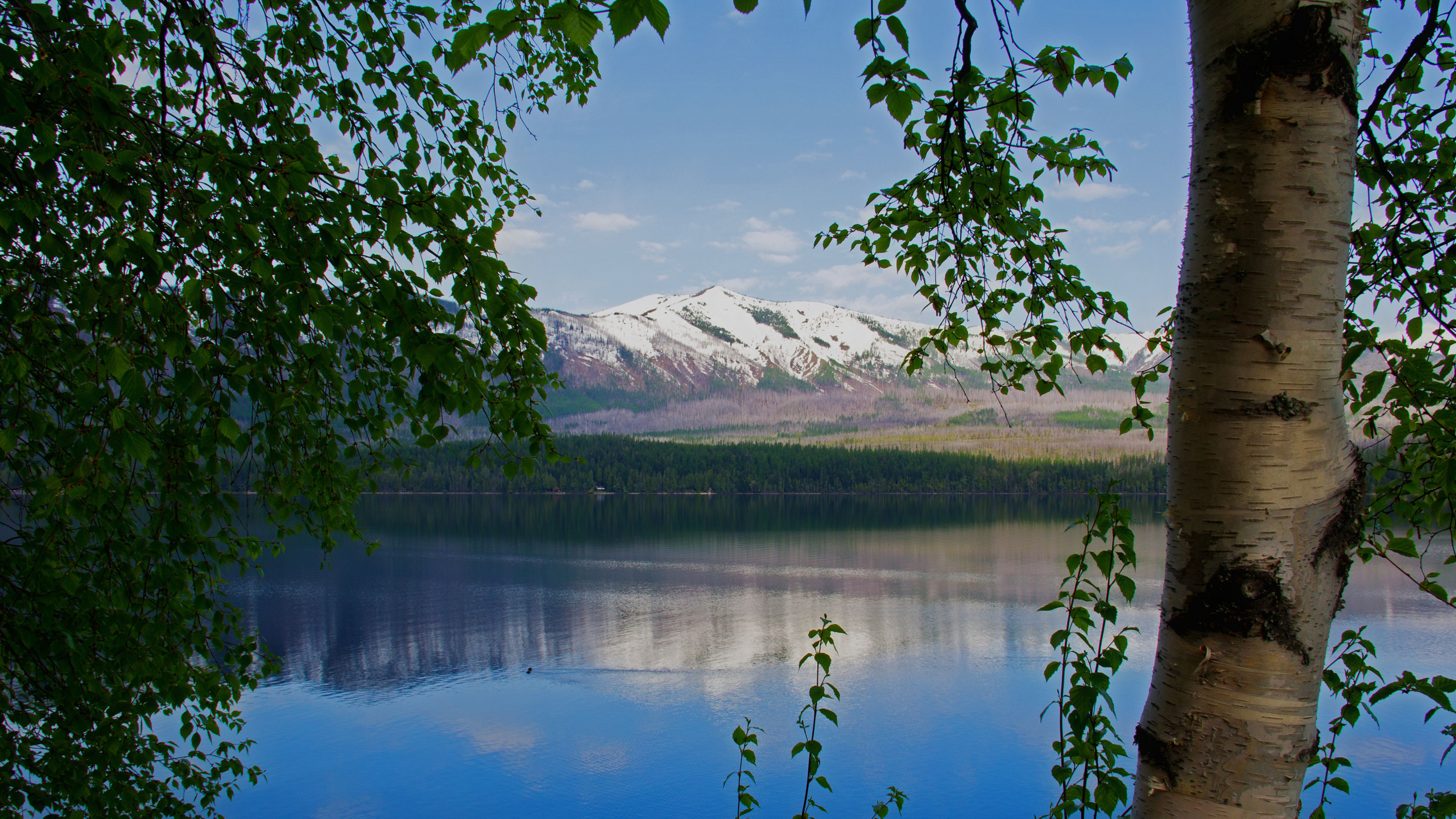 Обои дерево, береза, природа, отражение, озеро в разрешении 2560x1440