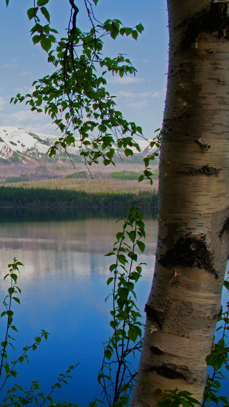 Обои дерево, береза, природа, отражение, озеро в разрешении 750x1334