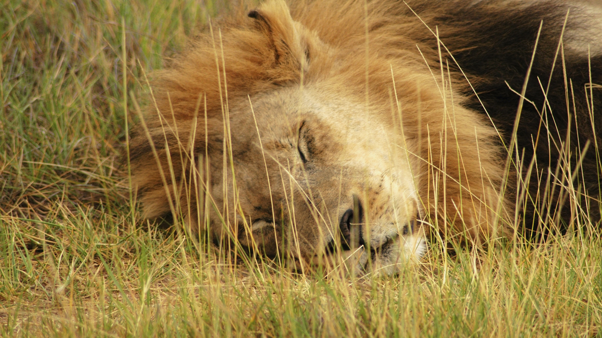 Обои Лев, тигр, Дельта окаванго, живая природа, масаи Лев в разрешении 2560x1440