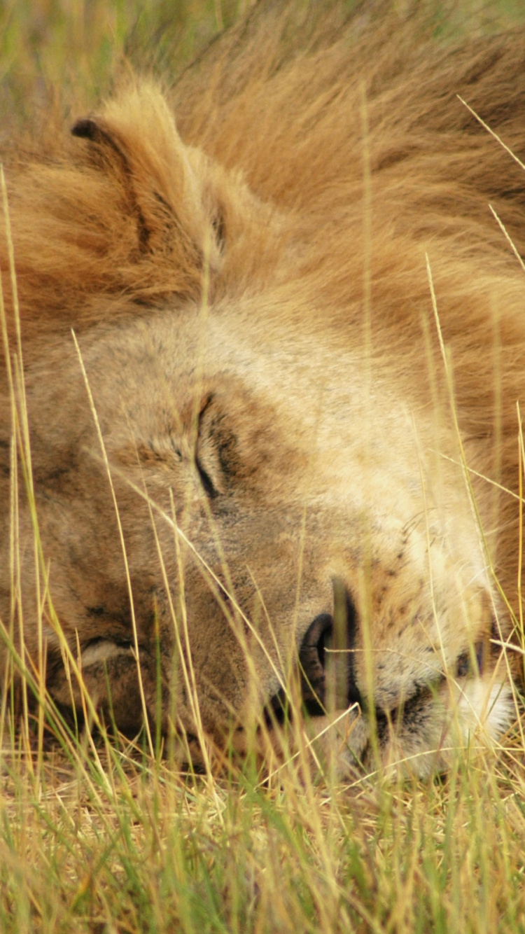 Обои Лев, тигр, Дельта окаванго, живая природа, масаи Лев в разрешении 750x1334