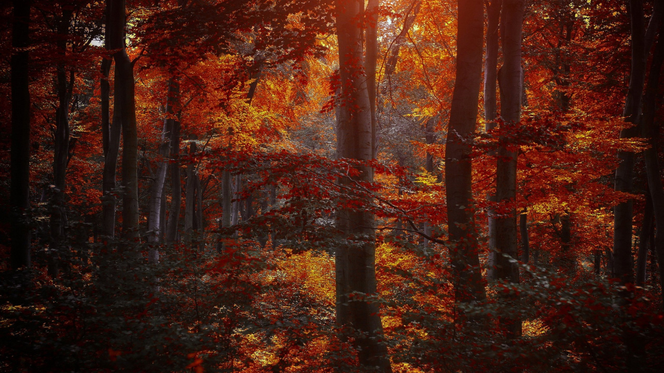 Обои дерево, лес, осень, природа, лесистая местность в разрешении 1366x768