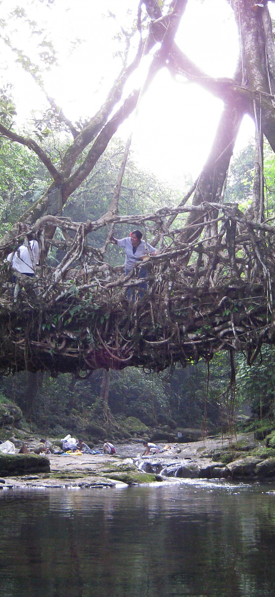 Обои Черапунджи, Mawlynnong, Шиллонг, мост, природа в разрешении 1125x2436