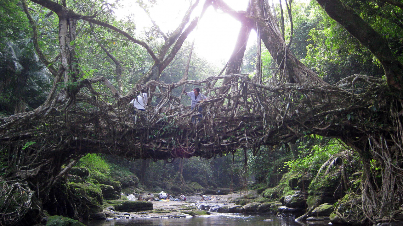 Обои Черапунджи, Mawlynnong, Шиллонг, мост, природа в разрешении 1280x720