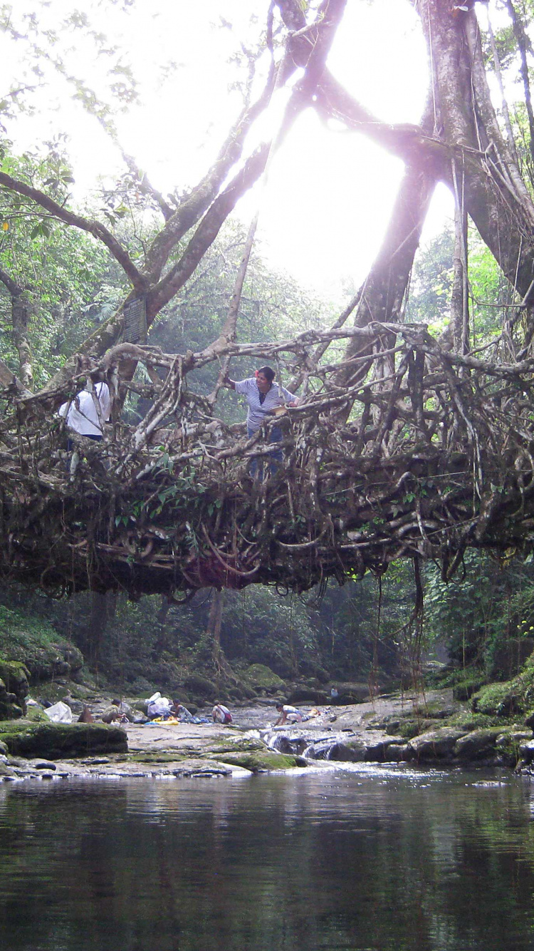 Обои Черапунджи, Mawlynnong, Шиллонг, мост, природа в разрешении 750x1334