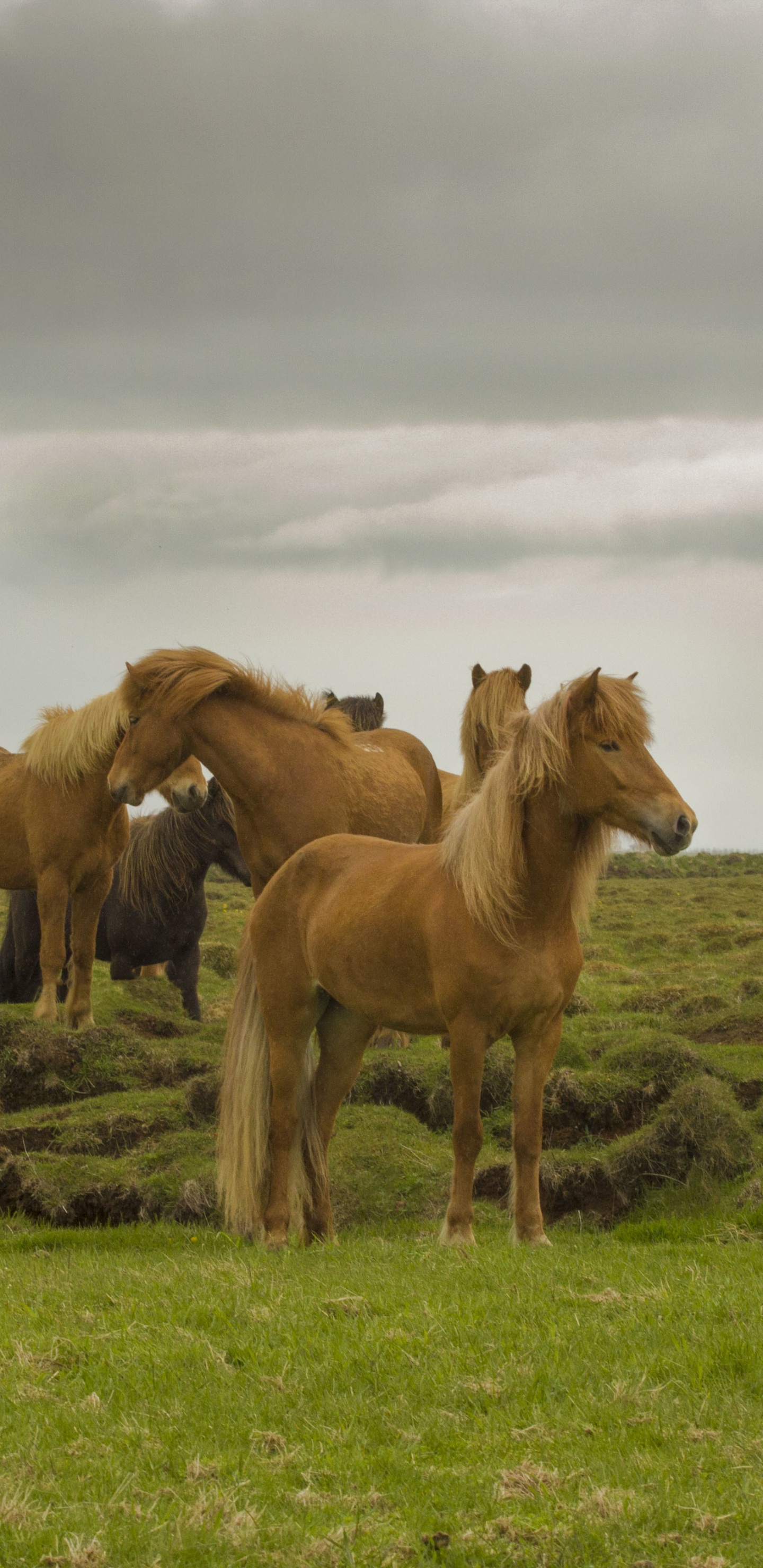 Обои стадо, Мустанг, пес, облако, экорегион в разрешении 1440x2960