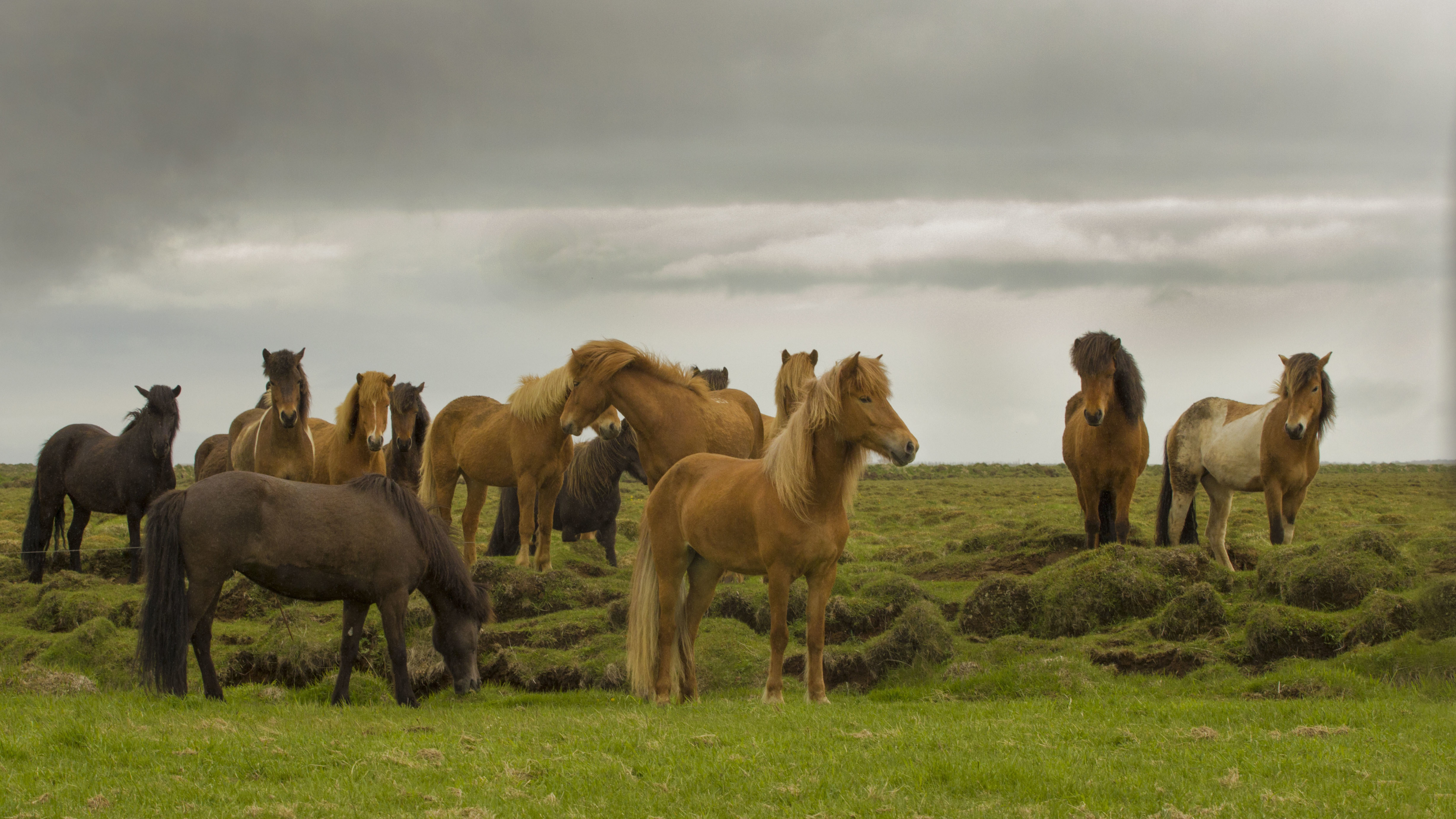 Обои стадо, Мустанг, пес, облако, экорегион в разрешении 3840x2160