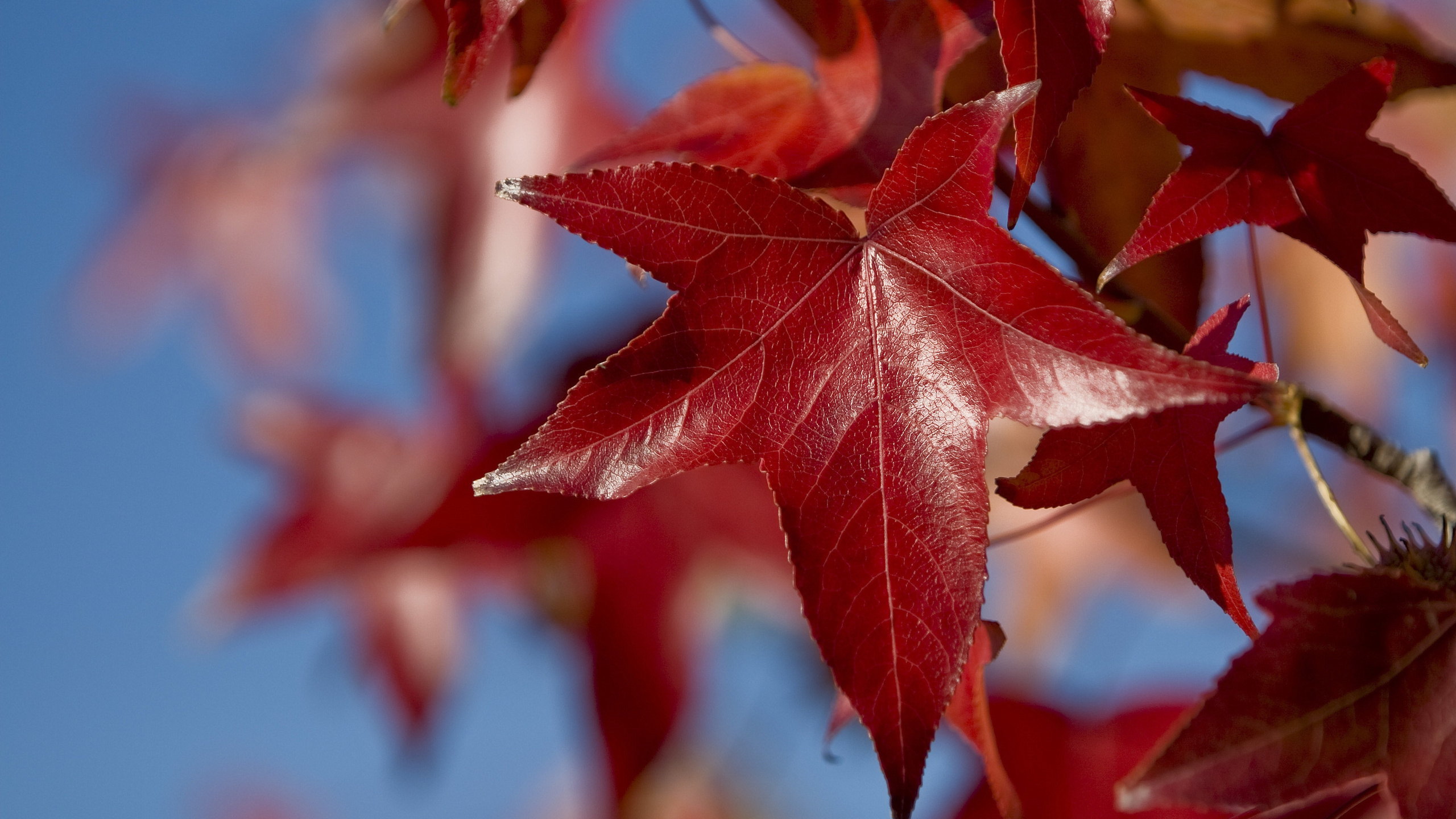 Обои дерево, кленовый лист, красный цвет, прут, осень в разрешении 2560x1440