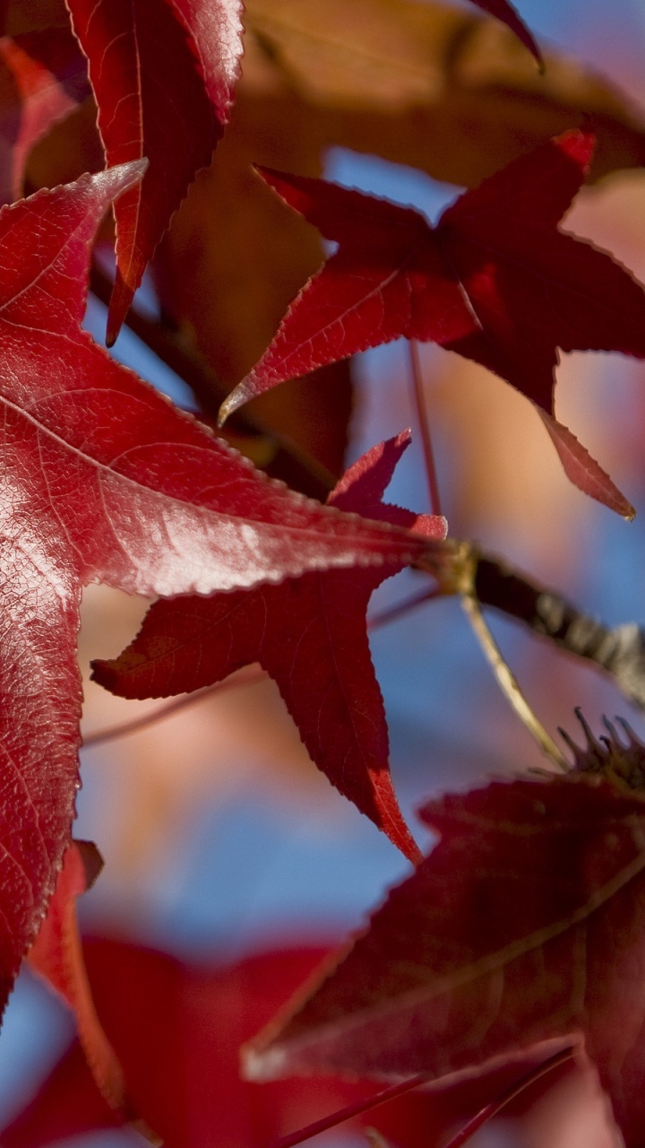 Обои дерево, кленовый лист, красный цвет, прут, осень в разрешении 720x1280