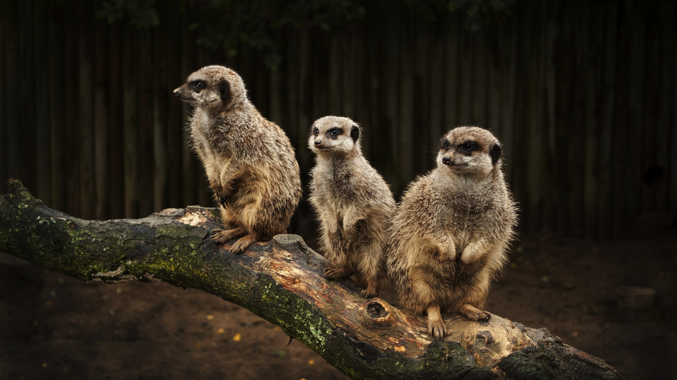 Обои суриката, мангуста, живая природа, наземные животные, животные в разрешении 1366x768