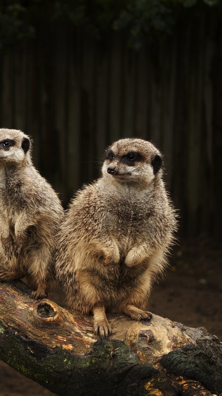 Обои суриката, мангуста, живая природа, наземные животные, животные в разрешении 720x1280