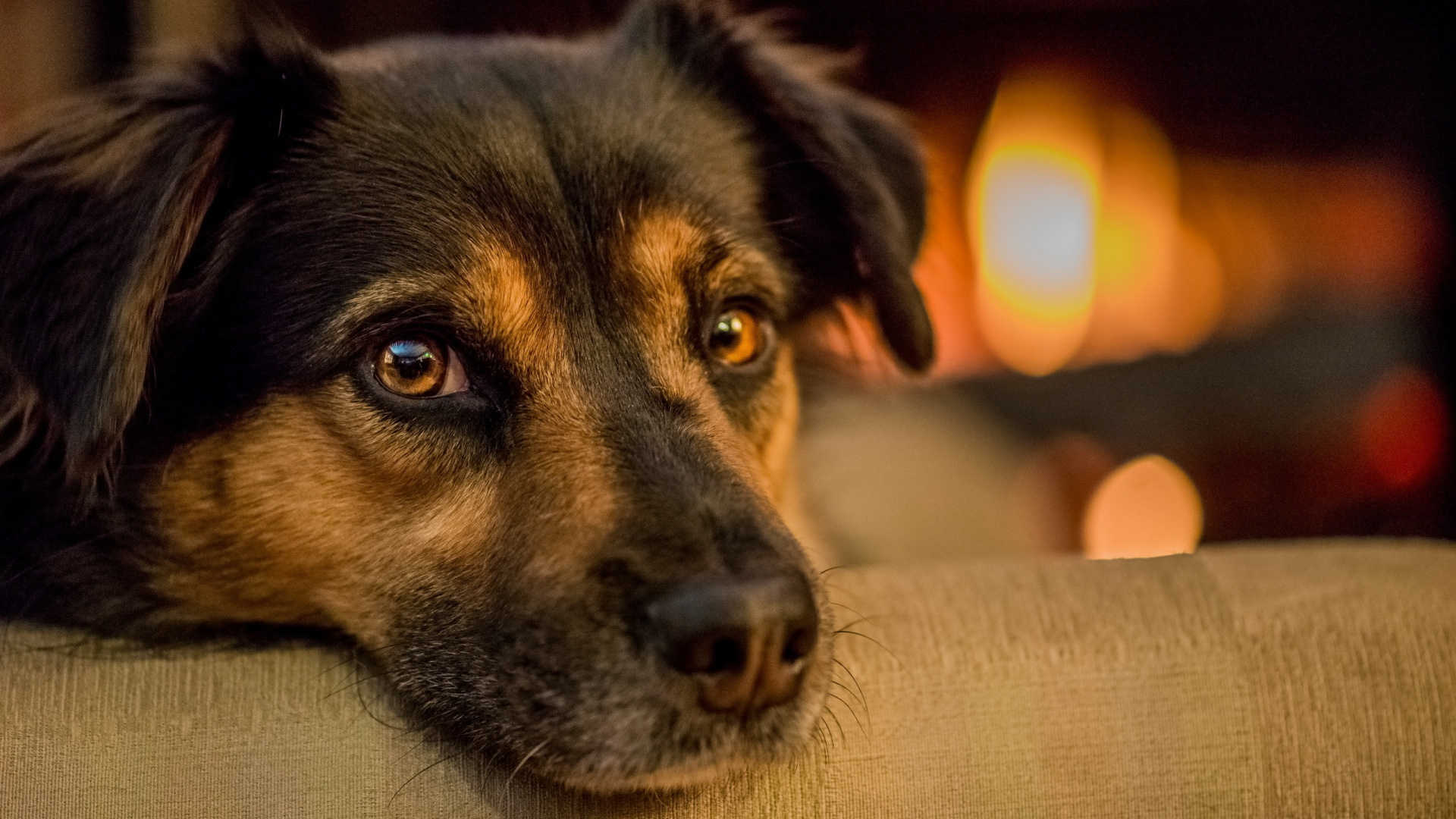 Обои пес, щенок, морда, собака породы, бакенбарды в разрешении 1920x1080