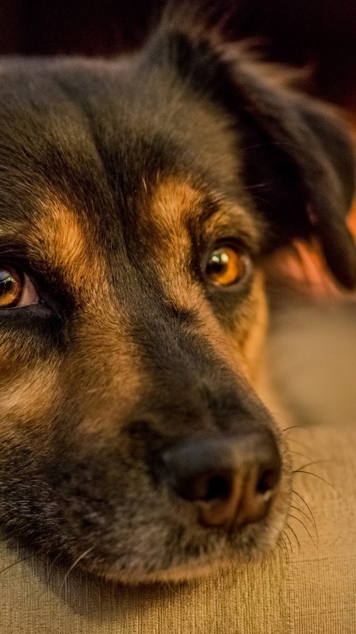 Обои пес, щенок, морда, собака породы, бакенбарды в разрешении 720x1280