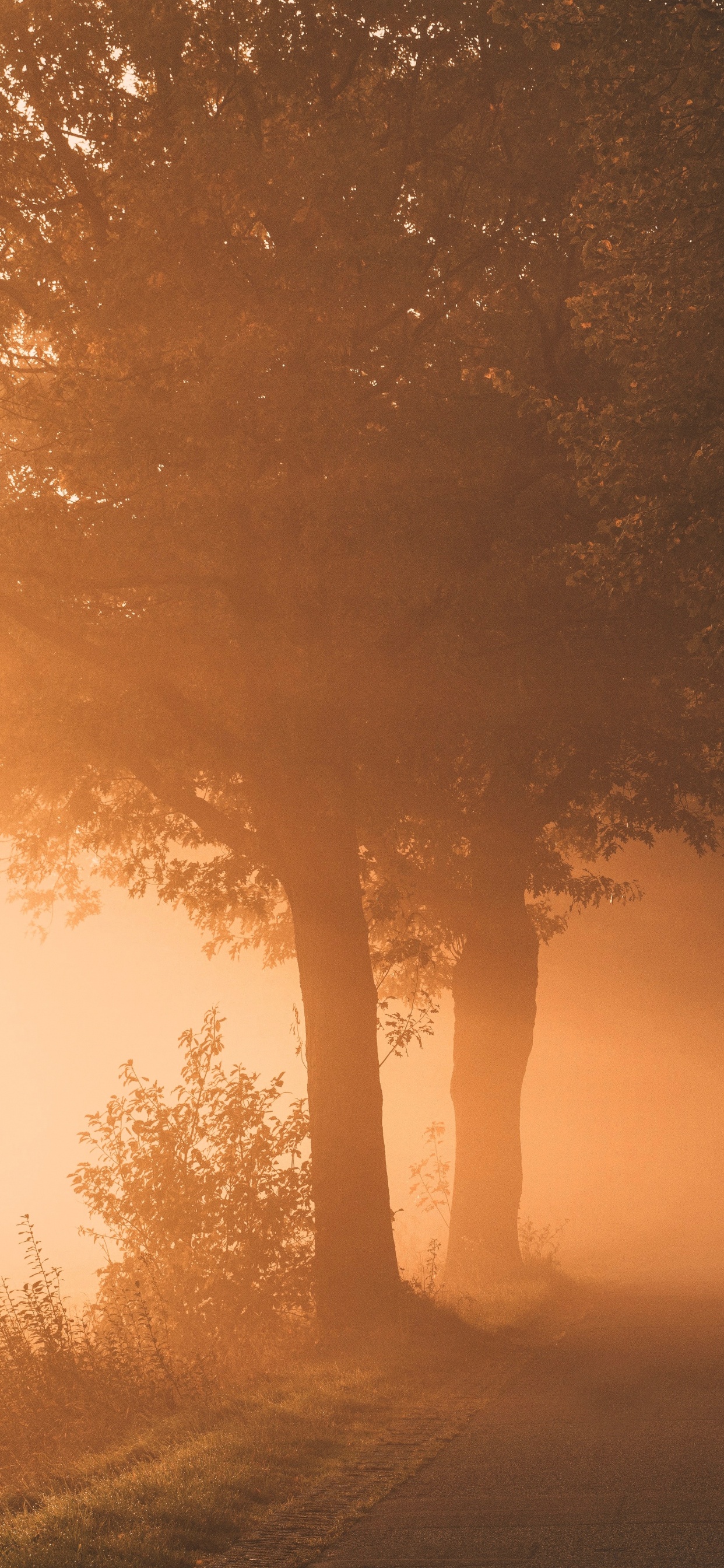 Обои свет, природа, дымка, природный ландшафт, туман в разрешении 1242x2688