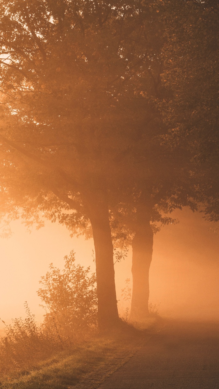 Обои свет, природа, дымка, природный ландшафт, туман в разрешении 720x1280