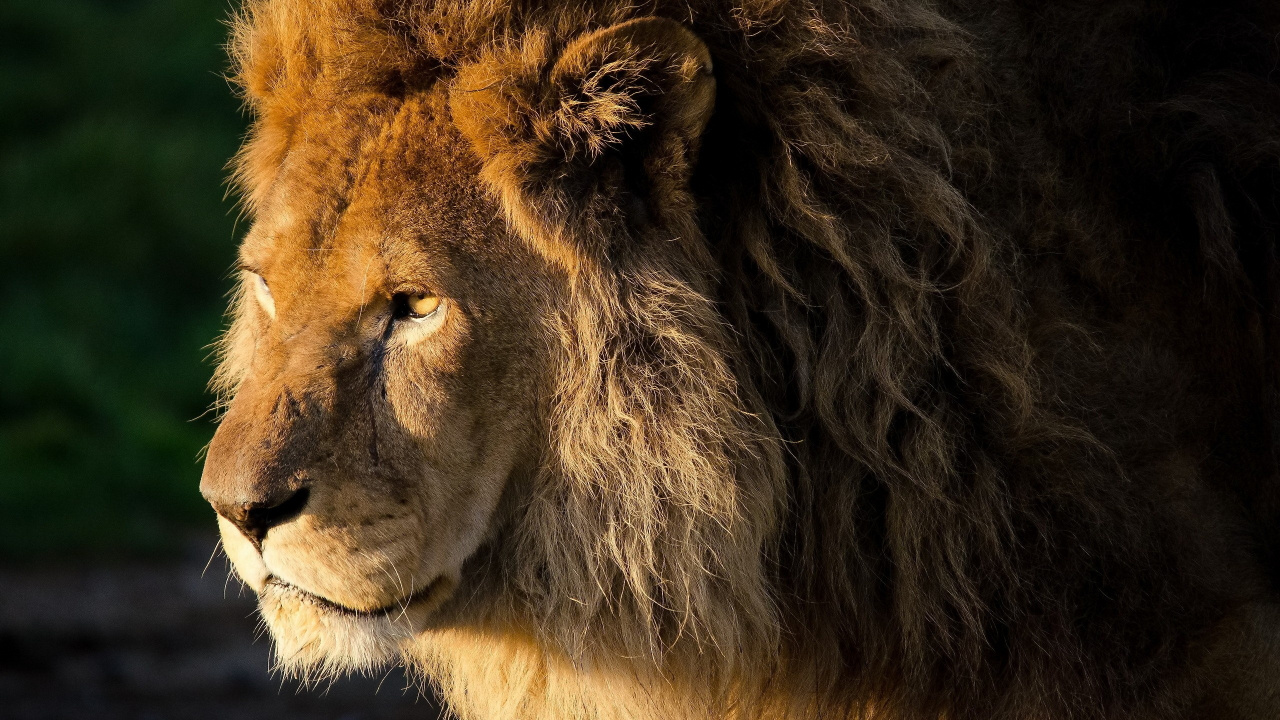 Обои Лев, живая природа, масаи Лев, наземные животные, грива в разрешении 1280x720