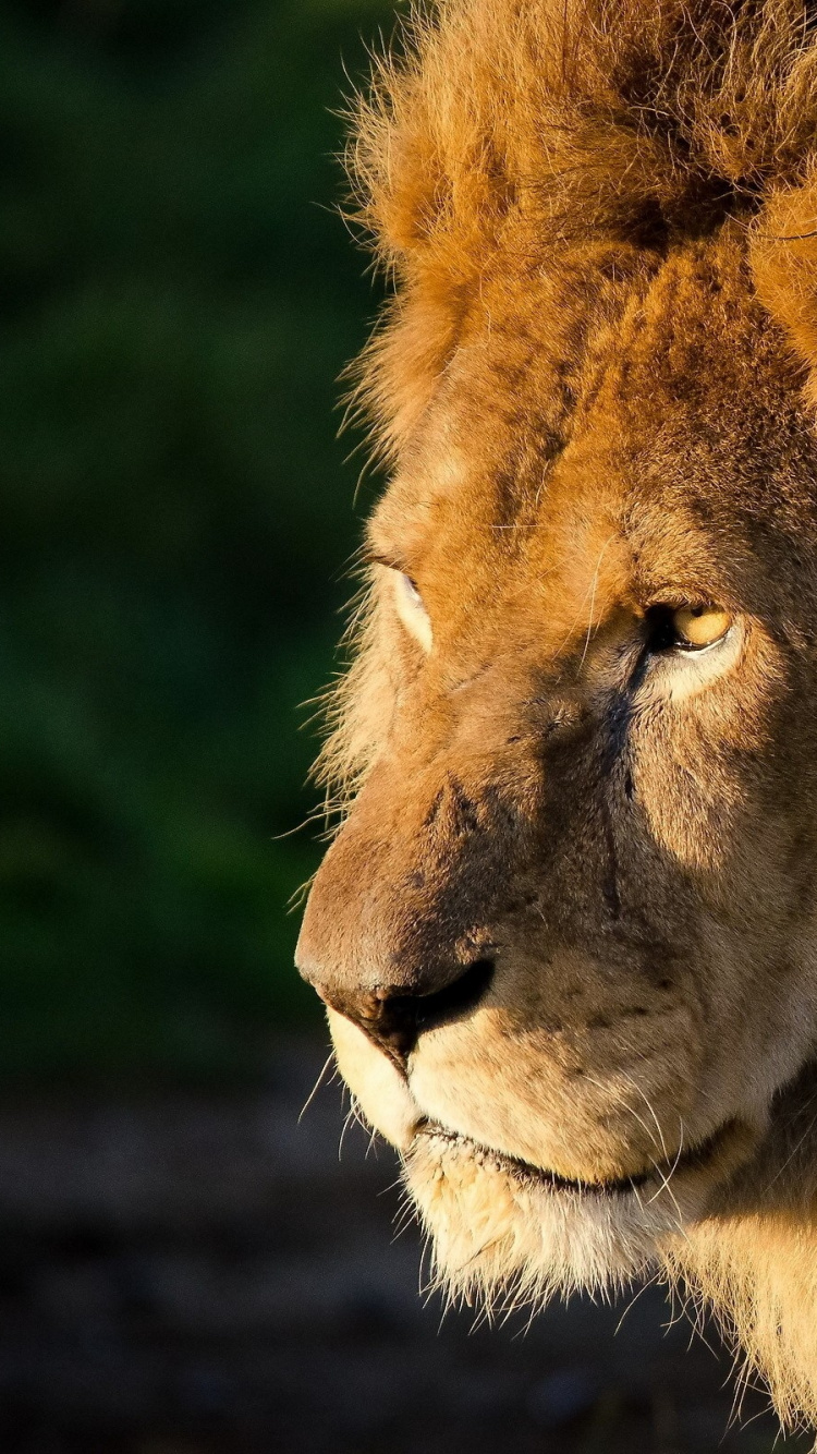 Обои Лев, живая природа, масаи Лев, наземные животные, грива в разрешении 750x1334