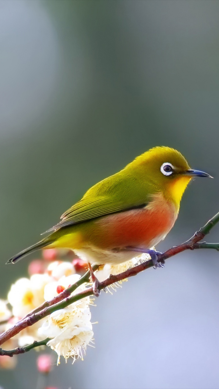 Обои птица, клюв, живая природа, ветвь, певчая птица в разрешении 750x1334