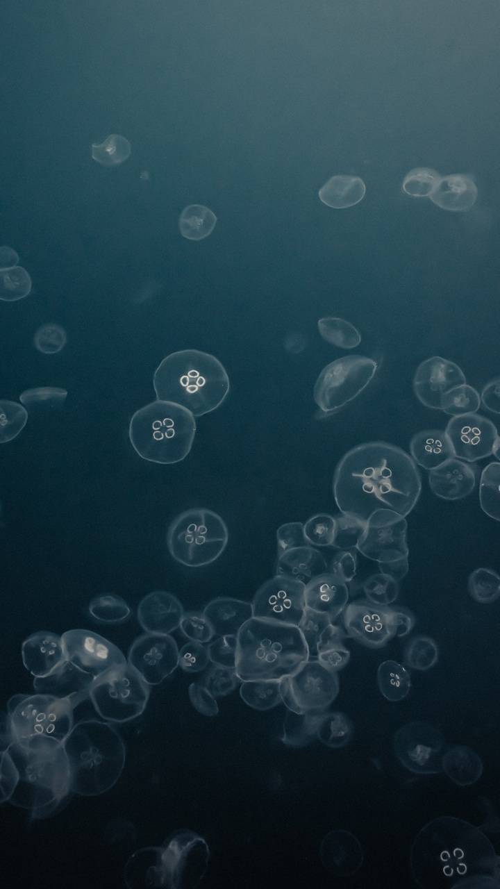 Обои круг, вода, жидкий, лазурный, серый цвет в разрешении 720x1280