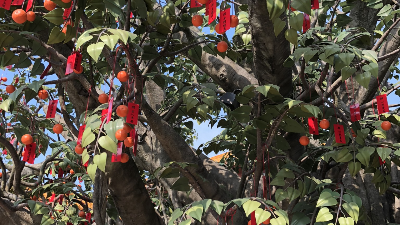 Обои дерево, цветковое растение, наука, биология, ветвь в разрешении 1280x720