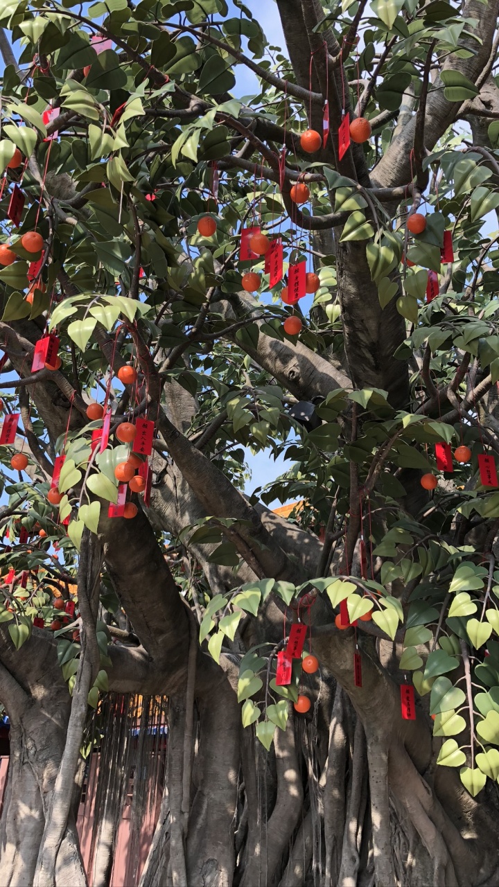 Обои дерево, цветковое растение, наука, биология, ветвь в разрешении 720x1280