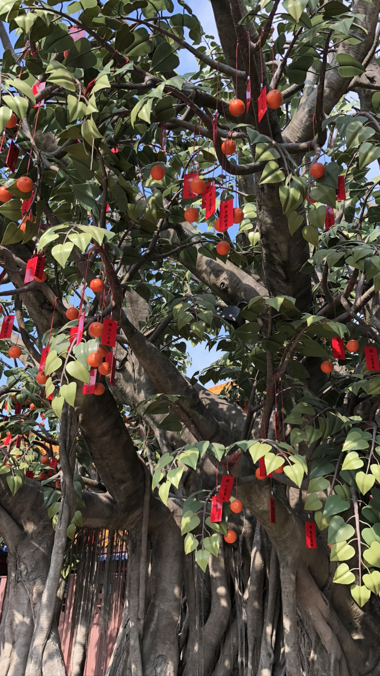 Обои дерево, цветковое растение, наука, биология, ветвь в разрешении 750x1334