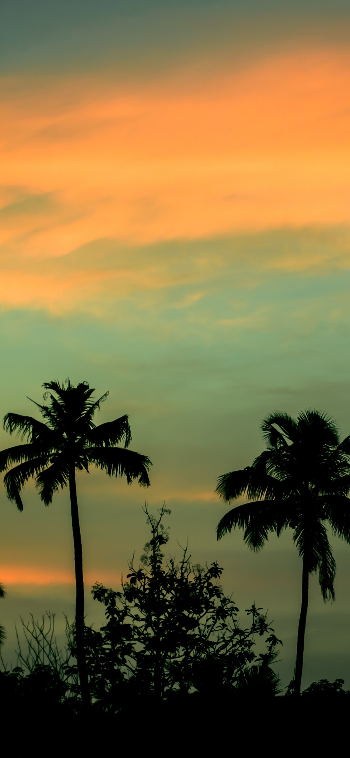 Обои природа, Пальма, горизонт, закат, рассвет в разрешении 1125x2436