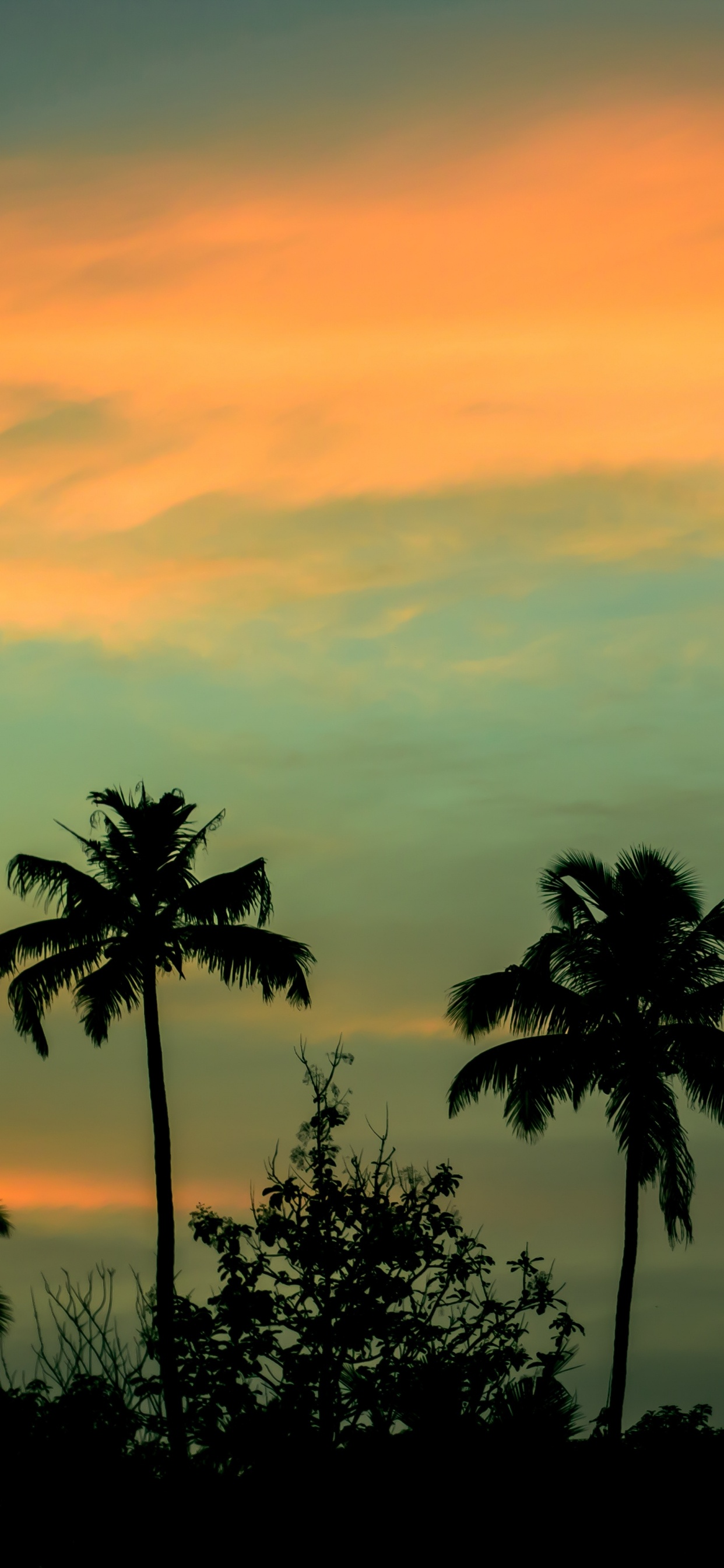 Обои природа, Пальма, горизонт, закат, рассвет в разрешении 1242x2688