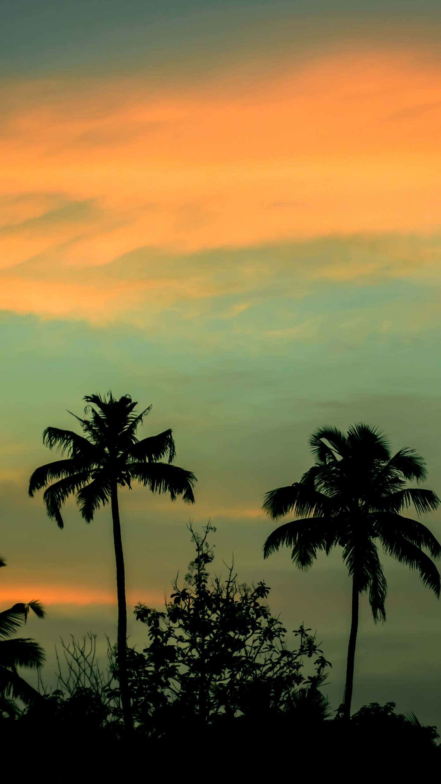 Обои природа, Пальма, горизонт, закат, рассвет в разрешении 1440x2560