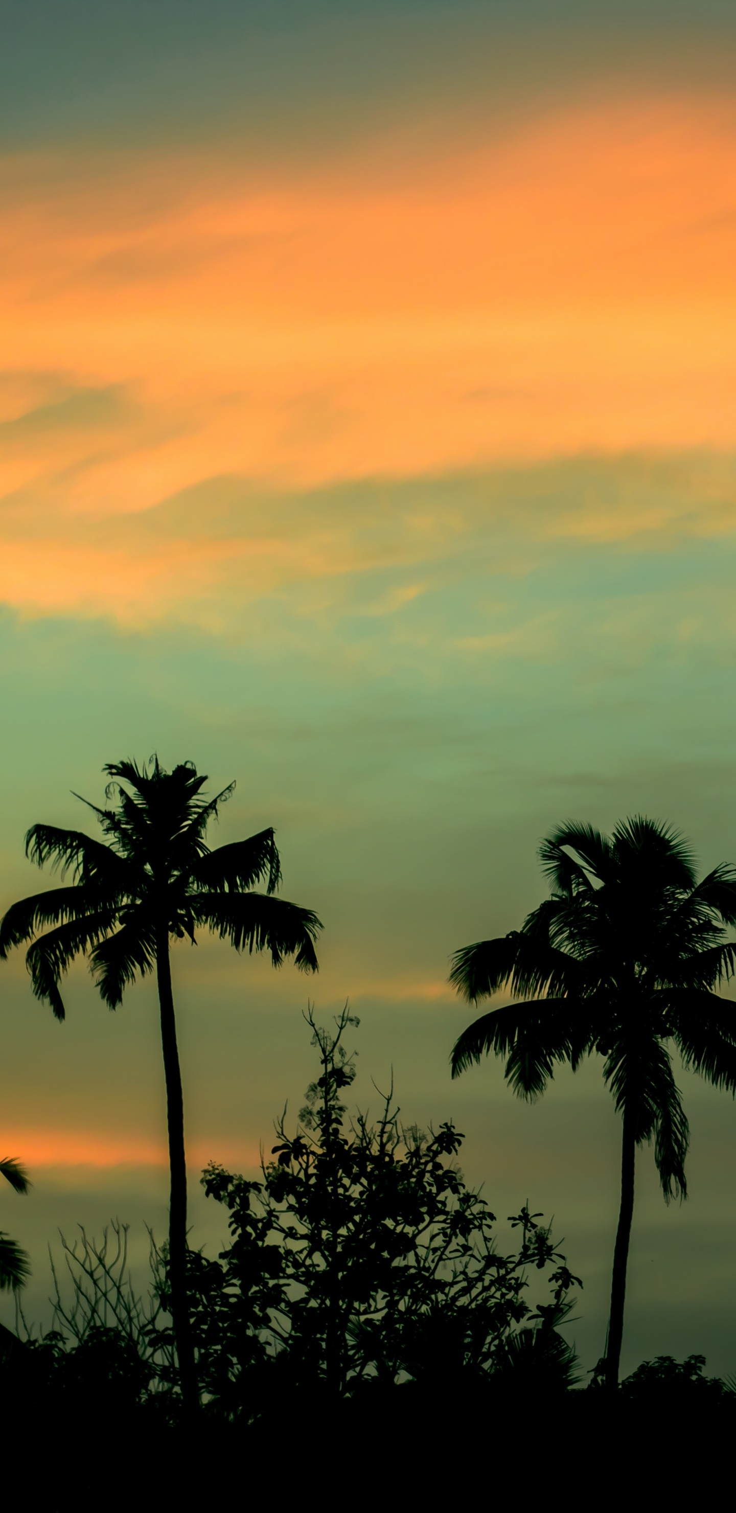 Обои природа, Пальма, горизонт, закат, рассвет в разрешении 1440x2960