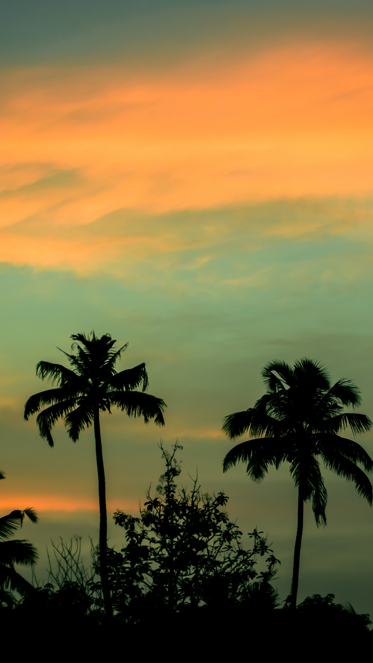 Обои природа, Пальма, горизонт, закат, рассвет в разрешении 750x1334