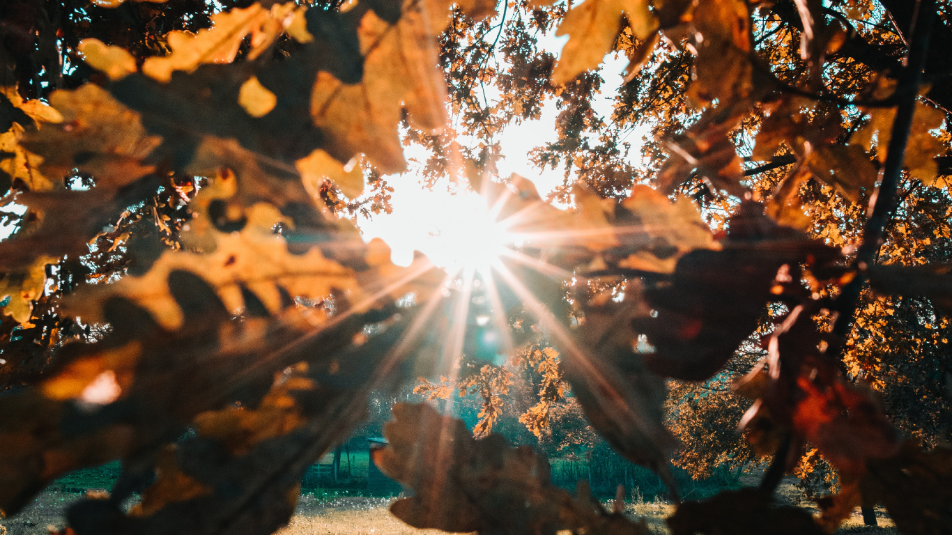 Обои солнечный свет, природа, лист, дерево, свет в разрешении 1366x768