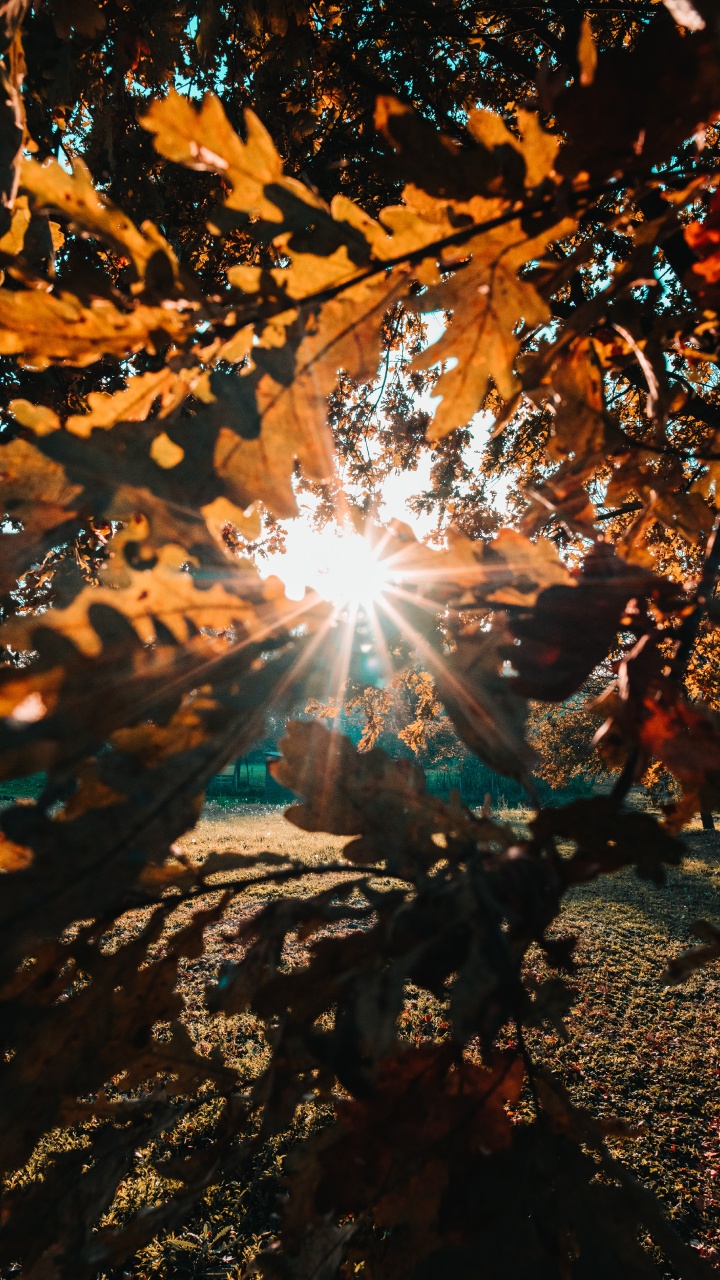 Обои солнечный свет, природа, лист, дерево, свет в разрешении 720x1280