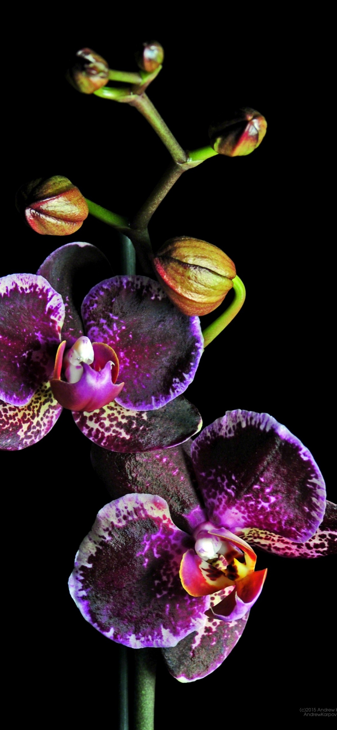 Обои хештег, Коллекция Дарт, цветковое растение, лепесток, пурпур в разрешении 1125x2436