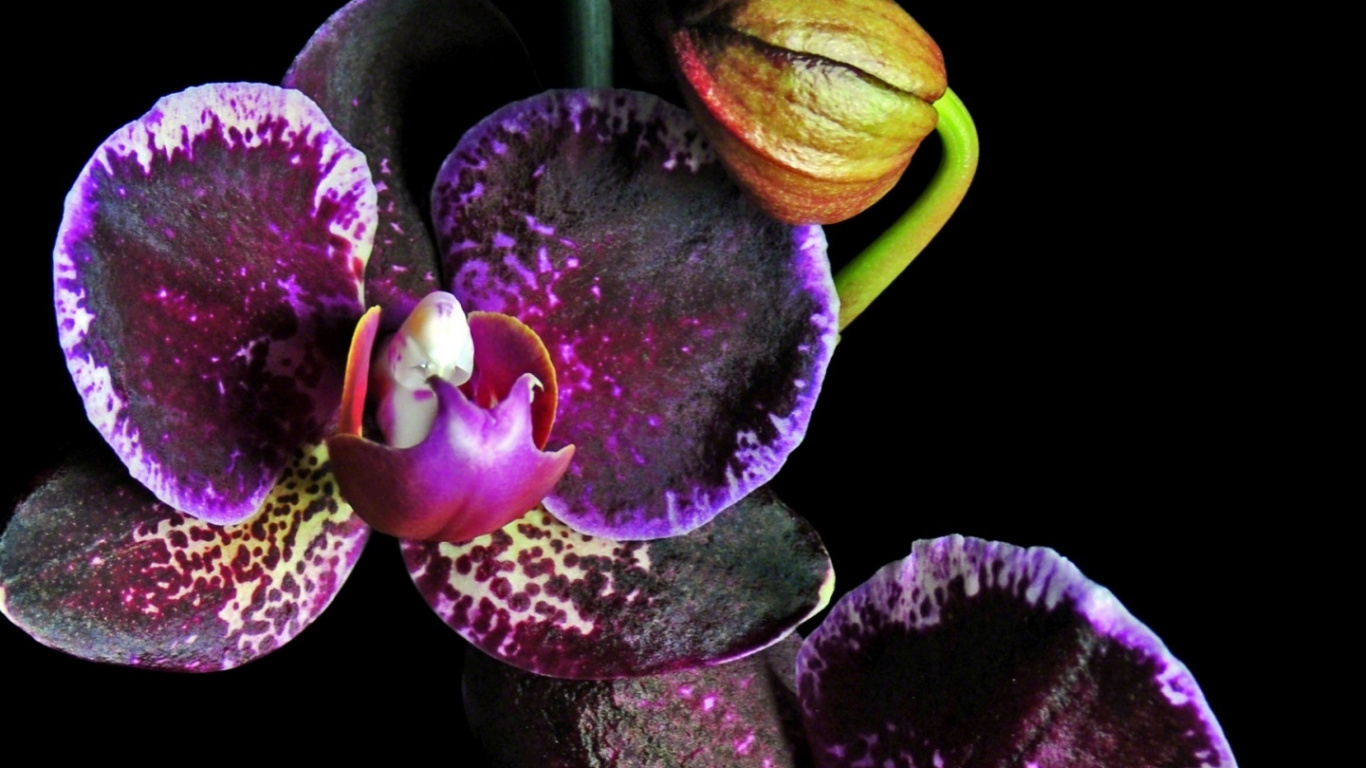 Обои хештег, Коллекция Дарт, цветковое растение, лепесток, пурпур в разрешении 1366x768