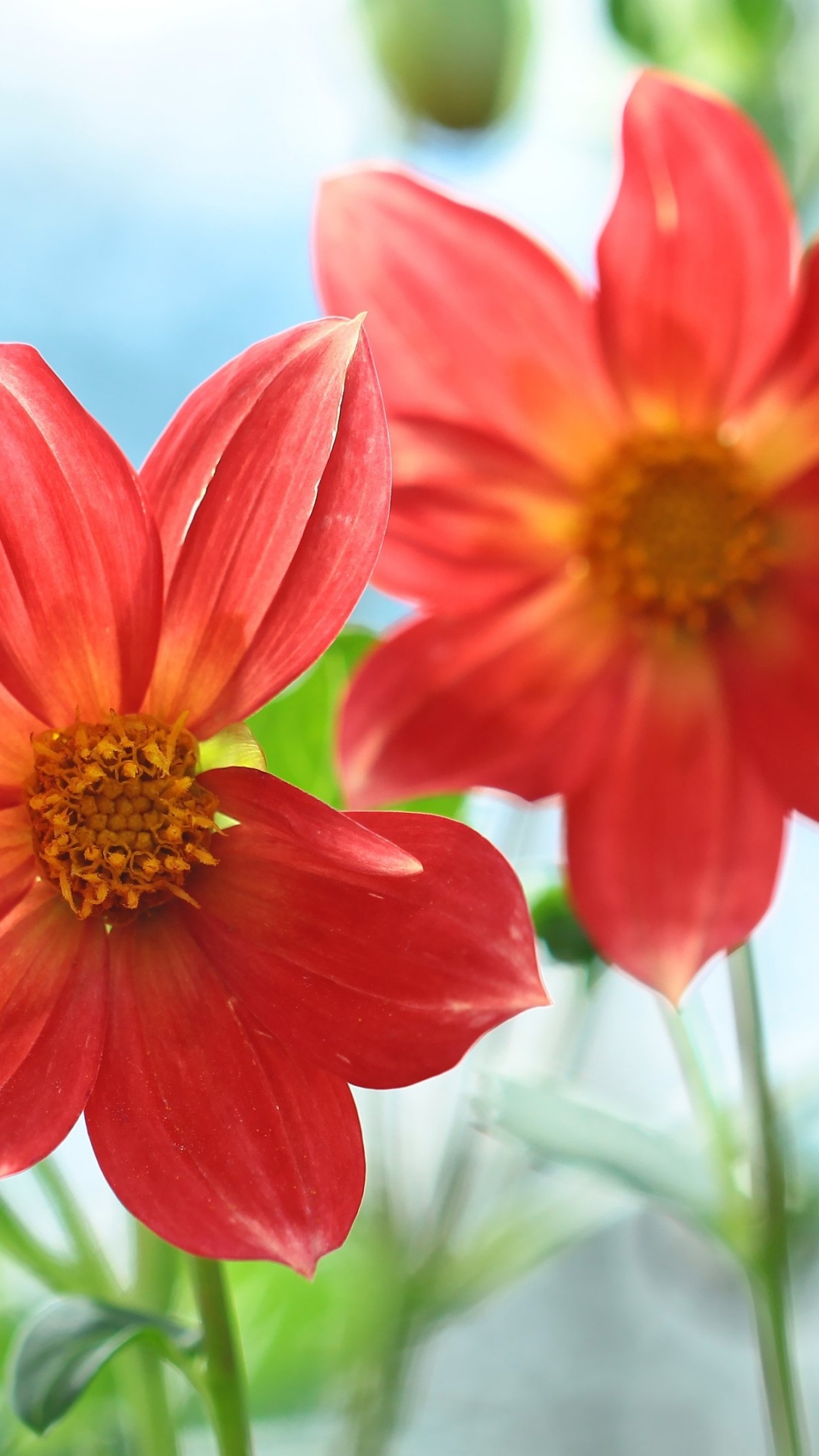 Обои Флора, цветок, цветковое растение, однолетнее растение, растение в разрешении 1080x1920