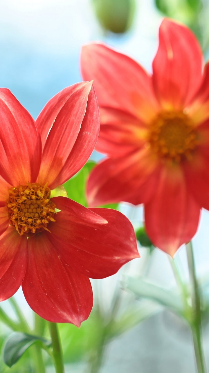 Обои Флора, цветок, цветковое растение, однолетнее растение, растение в разрешении 720x1280