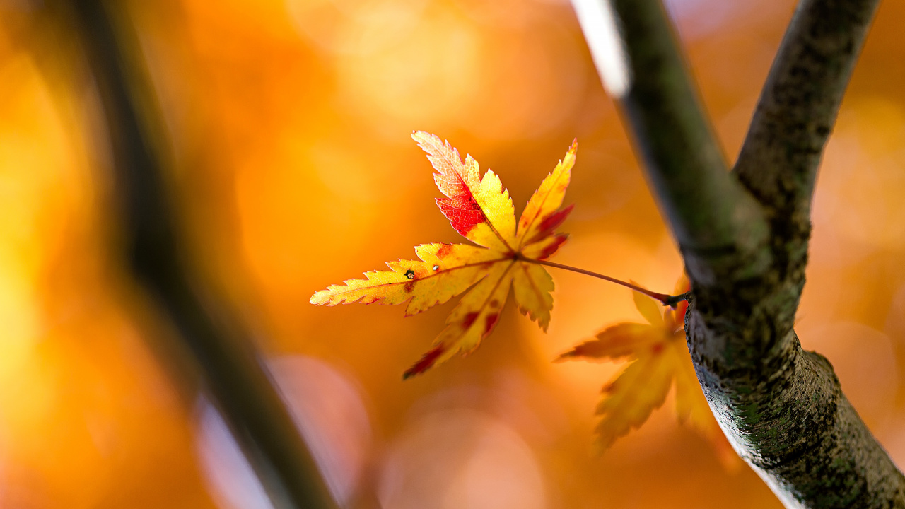 Обои Qiufen, Солнечная термин, растение, Янтарь, ветвь в разрешении 1280x720