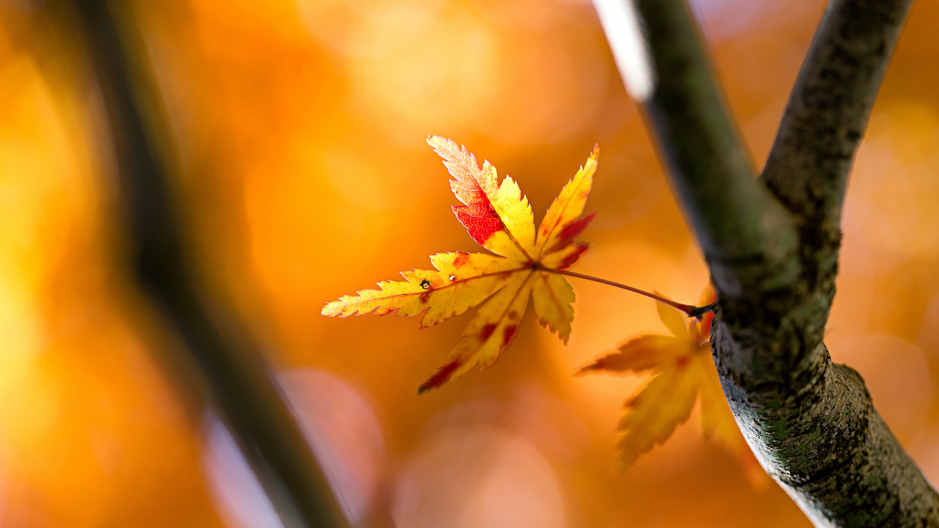 Обои Qiufen, Солнечная термин, растение, Янтарь, ветвь в разрешении 1366x768
