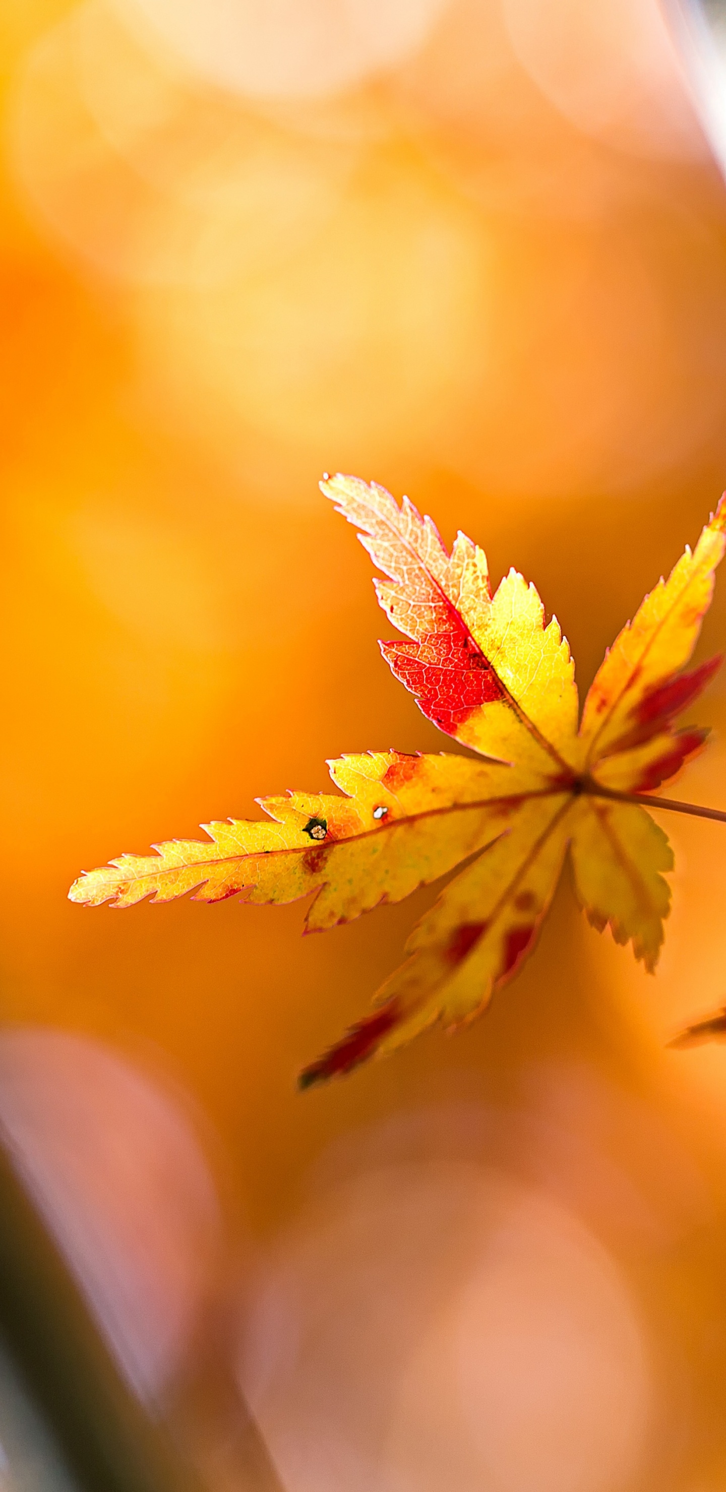 Обои Qiufen, Солнечная термин, растение, Янтарь, ветвь в разрешении 1440x2960