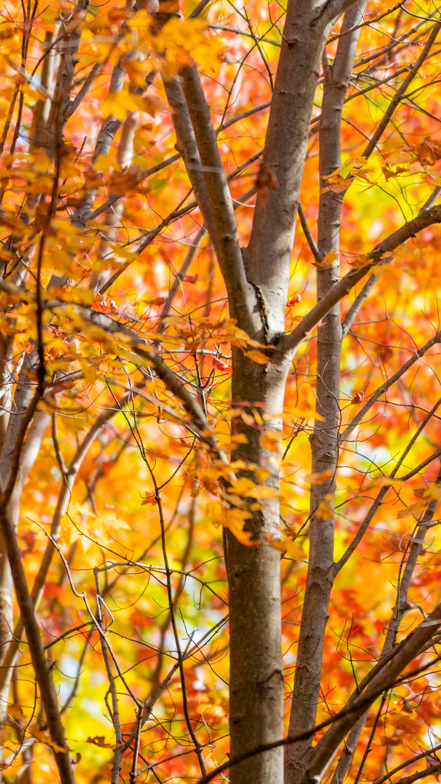 Обои осень, лист, ветвь, дерево, природный ландшафт в разрешении 1440x2560