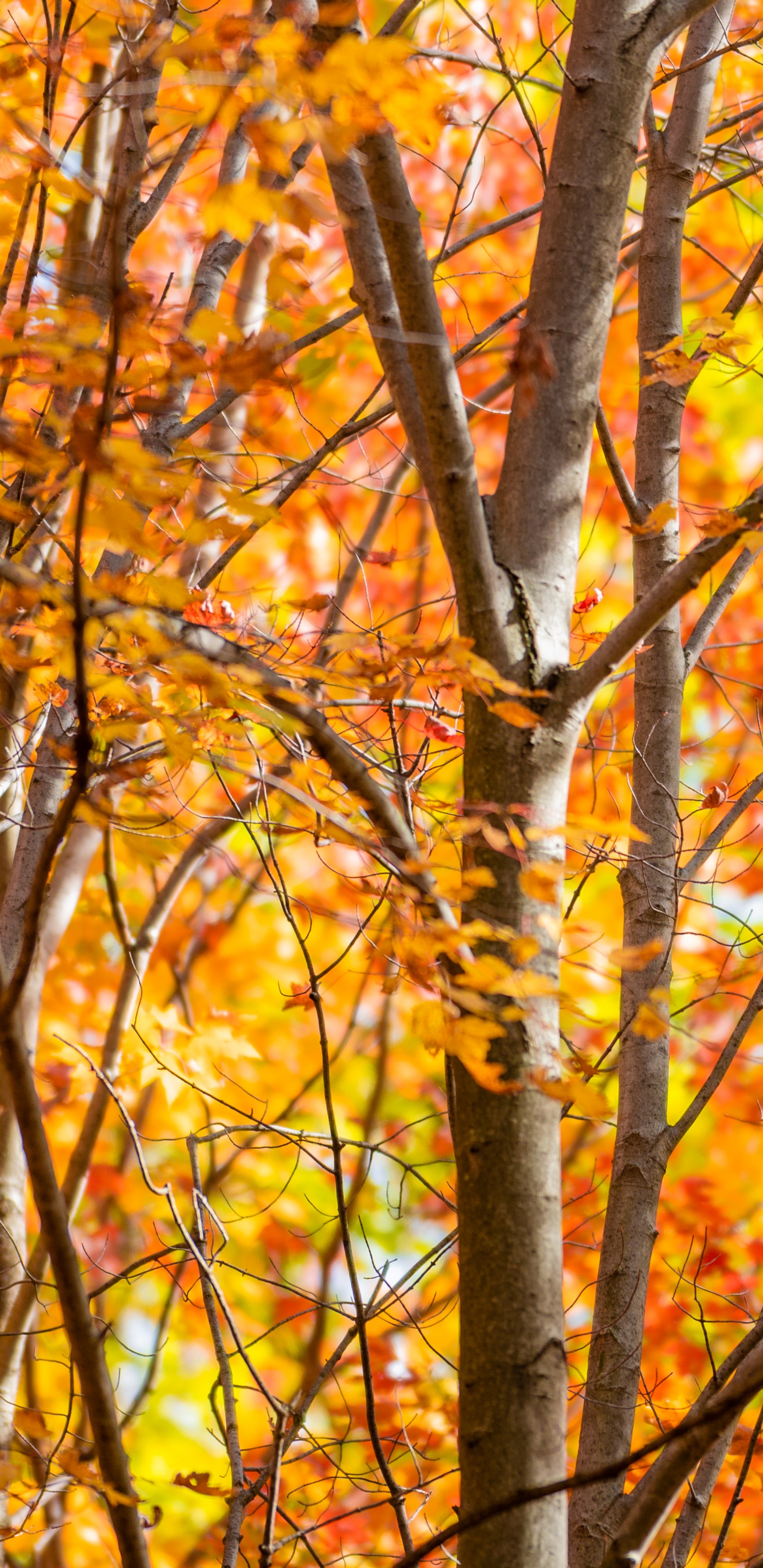 Обои осень, лист, ветвь, дерево, природный ландшафт в разрешении 1440x2960