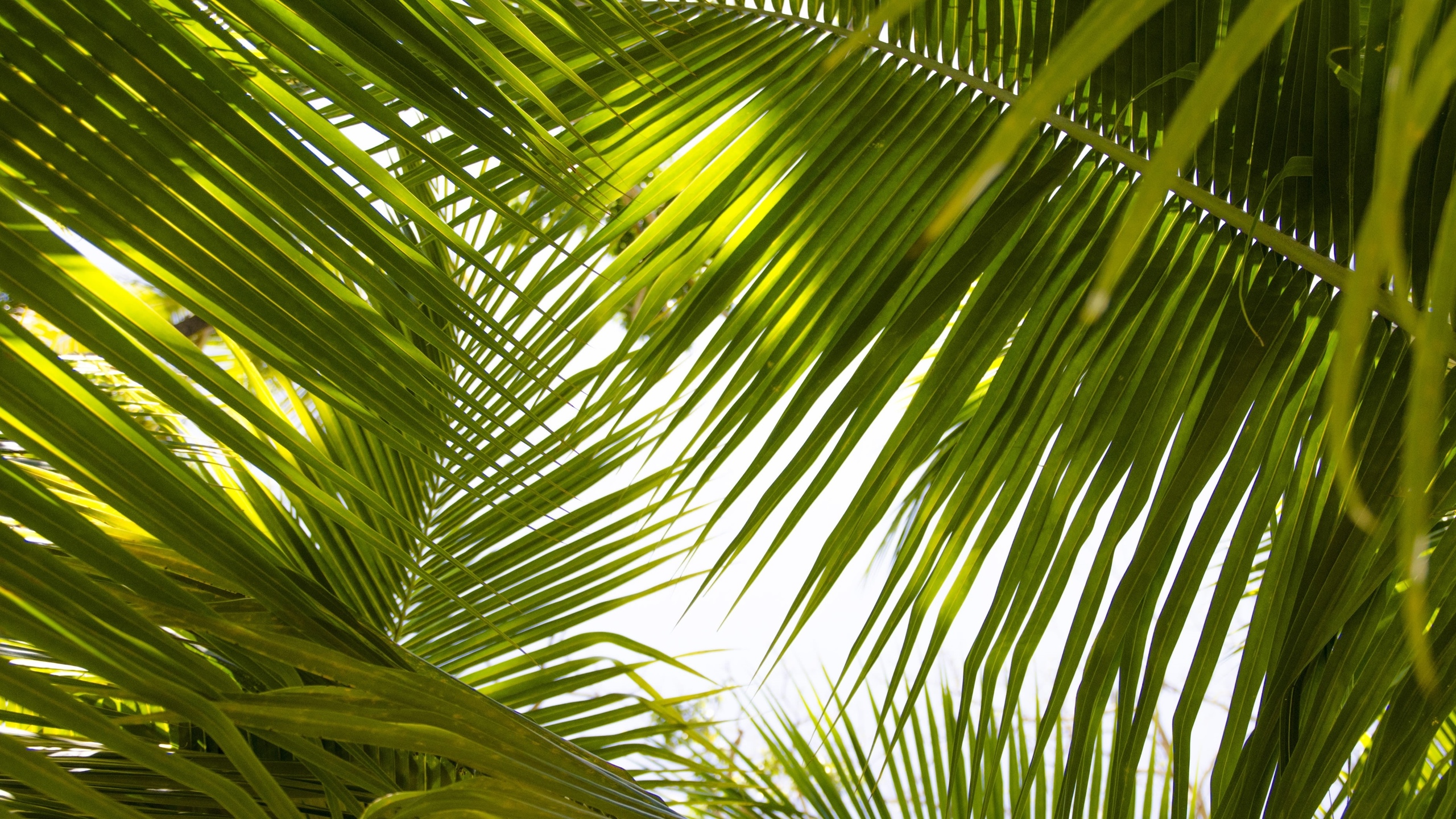 Тропические пальмы