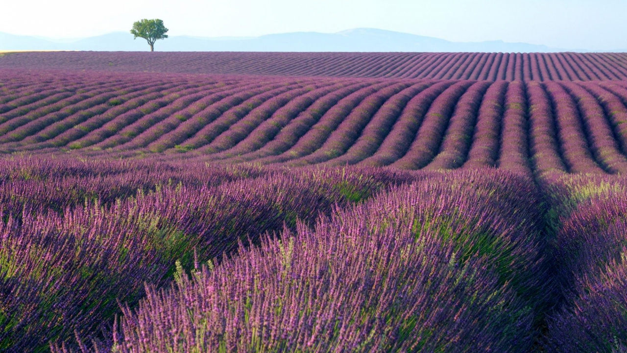 Обои лаванда, английский лаванды, пурпур, семейство травы, урожай в разрешении 1280x720