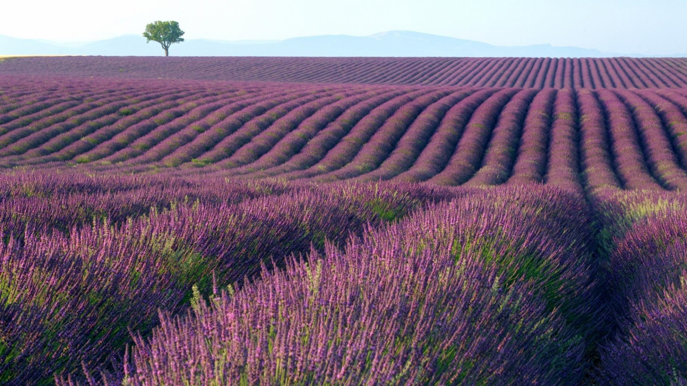 Обои лаванда, английский лаванды, пурпур, семейство травы, урожай в разрешении 1366x768