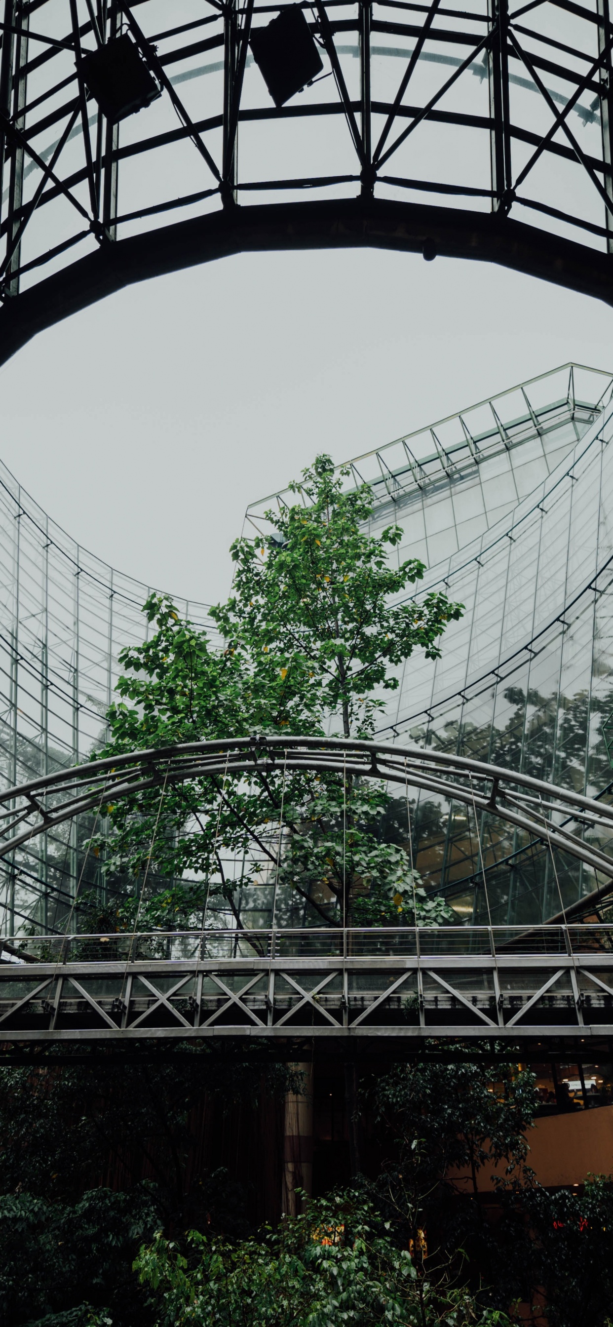 Обои растительность, оттенки серого, городской район, ботаники, дерево в разрешении 1242x2688