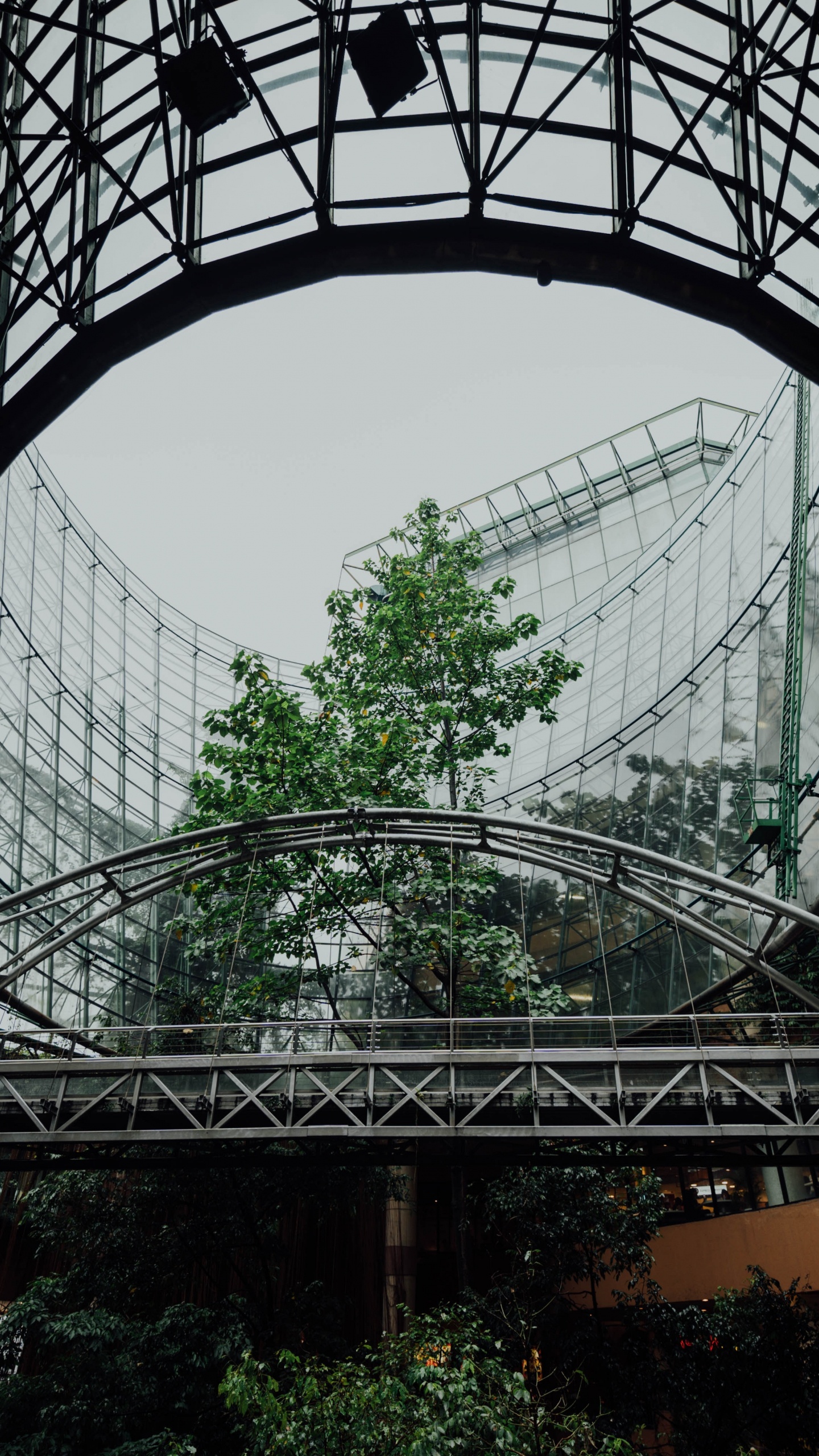 Обои растительность, оттенки серого, городской район, ботаники, дерево в разрешении 1440x2560