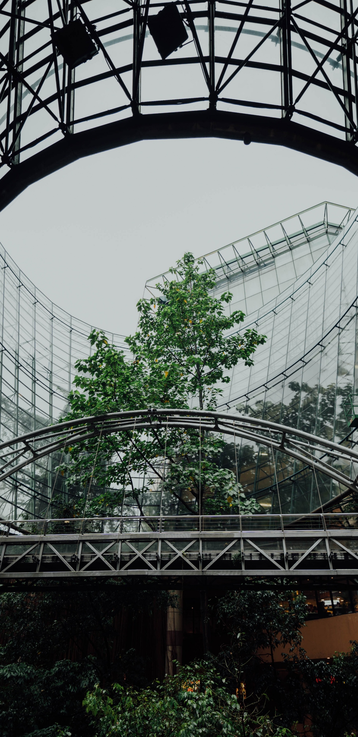 Обои растительность, оттенки серого, городской район, ботаники, дерево в разрешении 1440x2960