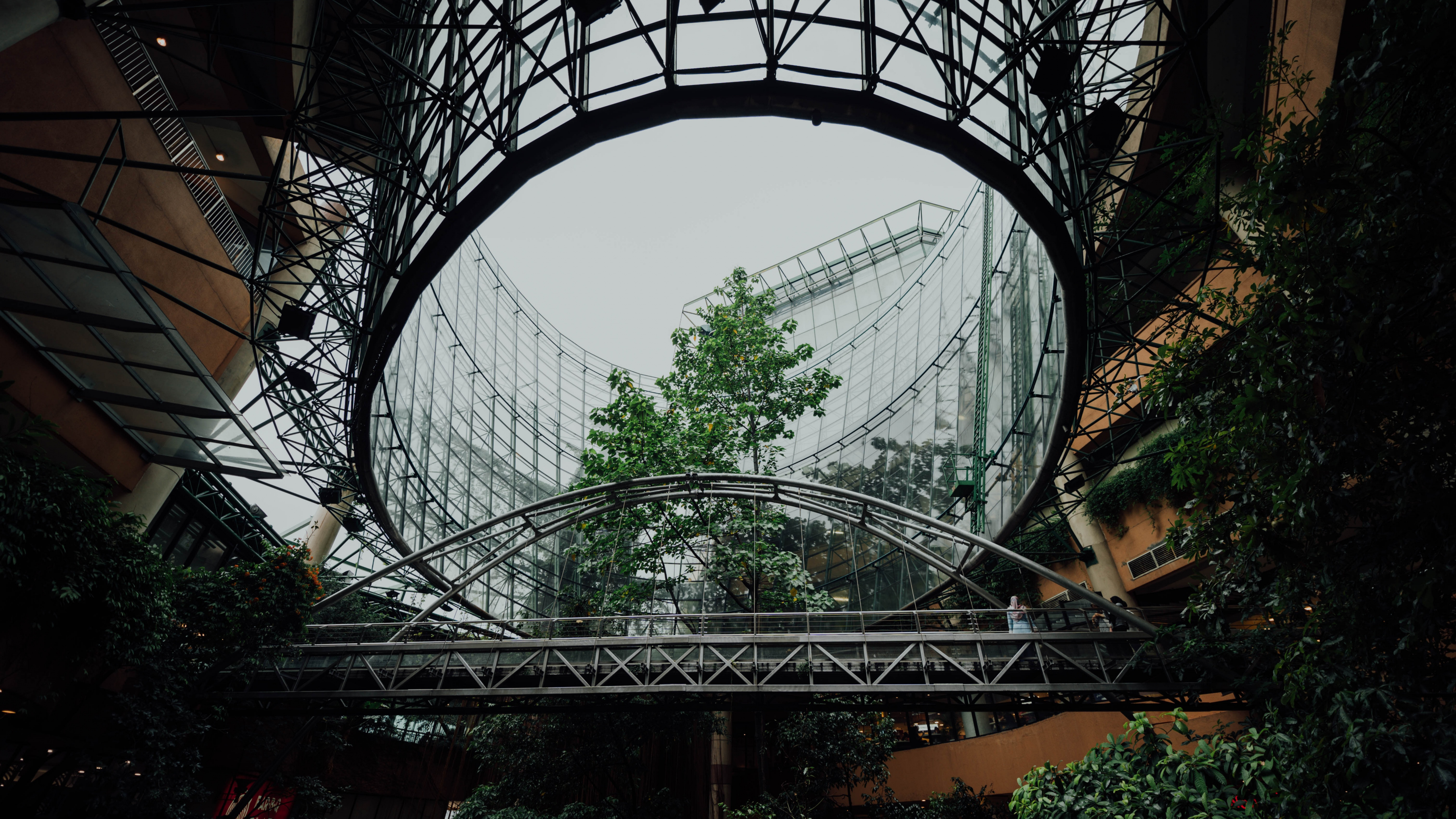 Обои растительность, оттенки серого, городской район, ботаники, дерево в разрешении 3840x2160