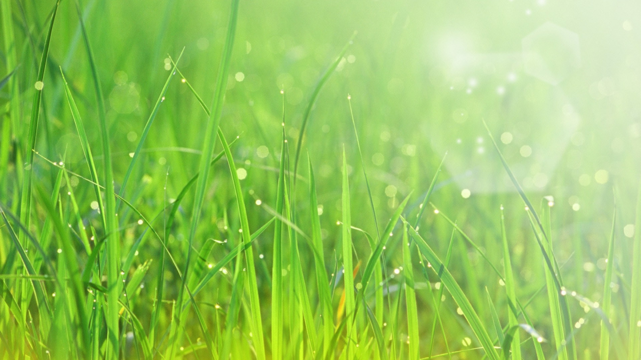 Обои зеленый, природа, растительность, влага, роса в разрешении 1280x720